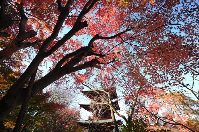 SDIM4338,SIGMA fp,14 mm_2020yaotomi.jpg