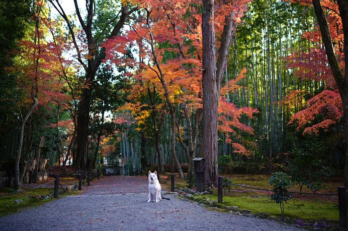 SDIM4935,SIGMA fp,35 mm_2020yaotomi.jpg