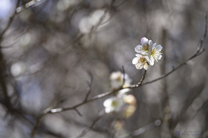 SDIM1825,105 mm,F2.8,iso100.jpg