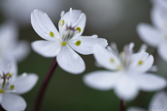 SDIM2304,105 mm,F3.5,iso100.jpg