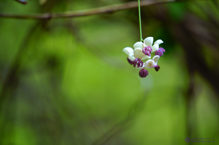 SDIM0378,400 mm,F6.3,iso100.jpg