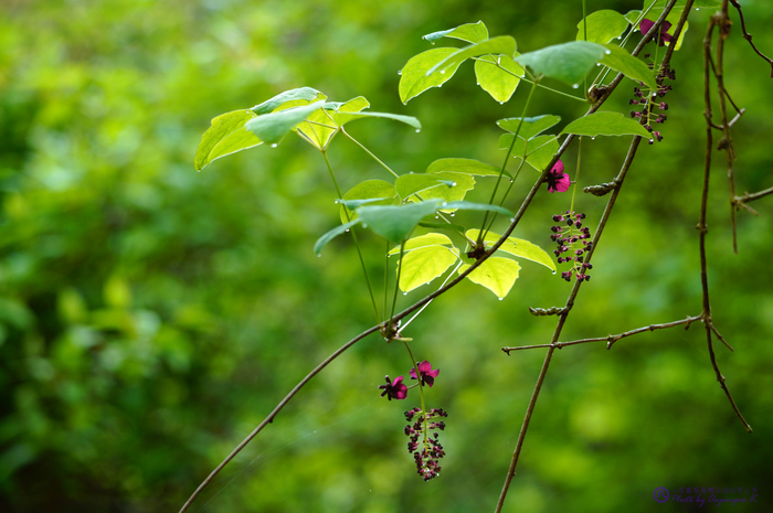 SDIM0410,185 mm,F7.1,iso400.jpg