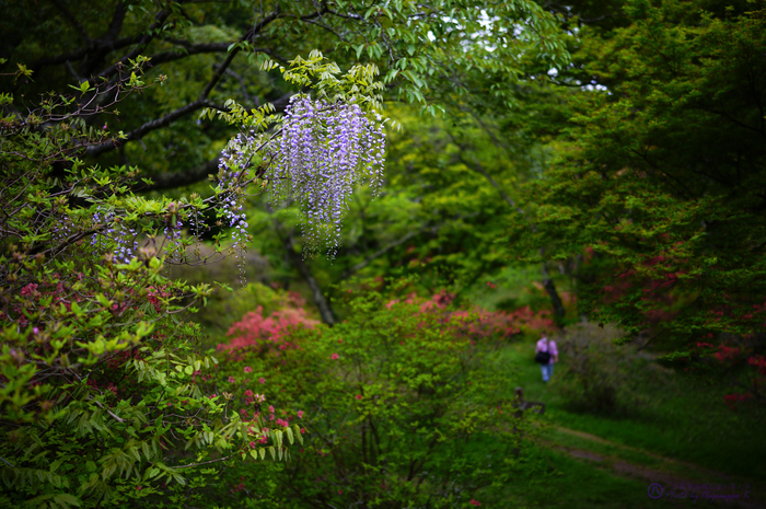 SDIM1818,35 mm,F1.4,iso100.jpg