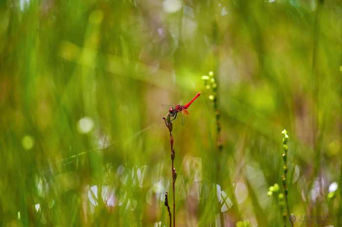 SDIM3556,400 mm,F6.3,iso200.jpg