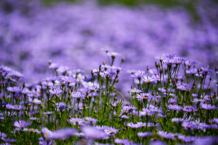 SDIM0013,600 mm,iso100,F6.3.jpg