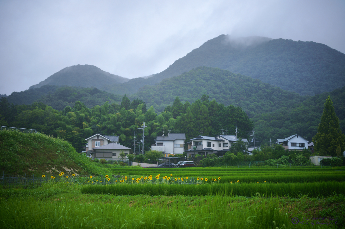 シグマ Sigma 65mm F2 Dg Dn Contemporary 奈良 葛城 雨の日のお写ん歩 21 お写ん歩