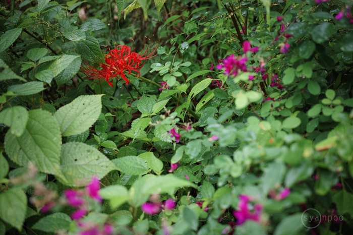 R0000715,26 mm,F2.8,iso100JPEG.jpg