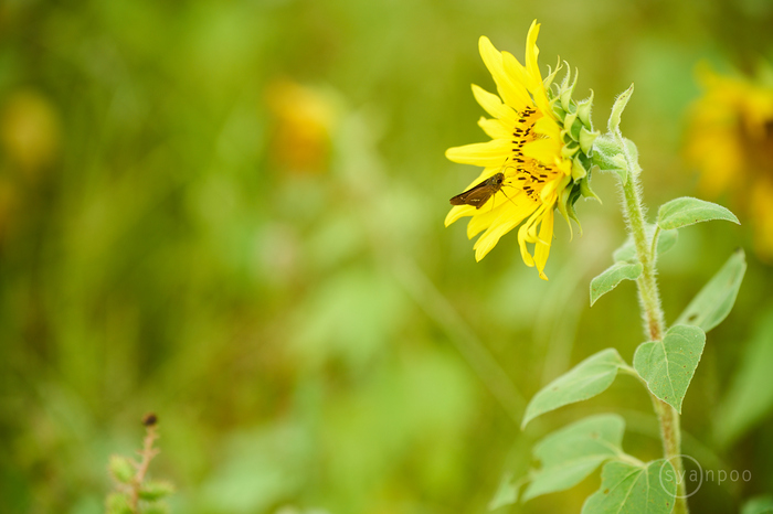 7II06732,150 mm,F3.5,iso100(cRAW).jpg