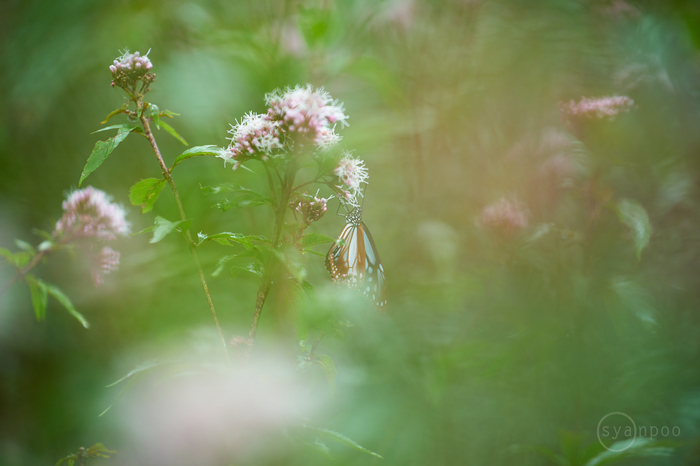 7II06928,150 mm,F2.8,iso100(cRAW).jpg