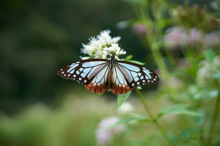 7II07085,35 mm,F2.2,iso400(cRAW).jpg