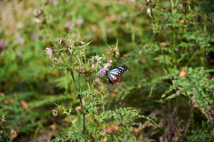 7II07328,75 mm,F3.5,iso100(cRAW).jpg