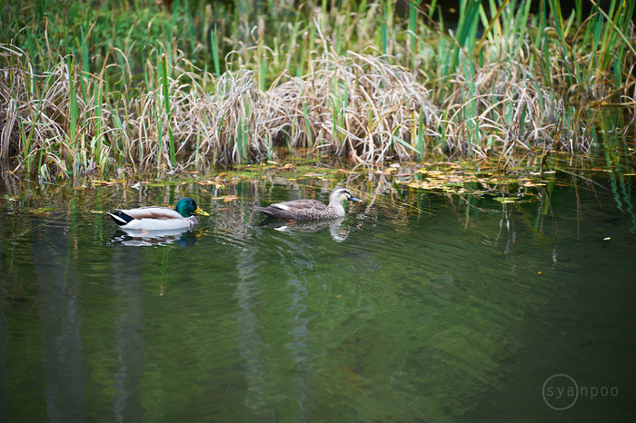 7II07746,150 mm,F2.8,iso100(cRAW).jpg