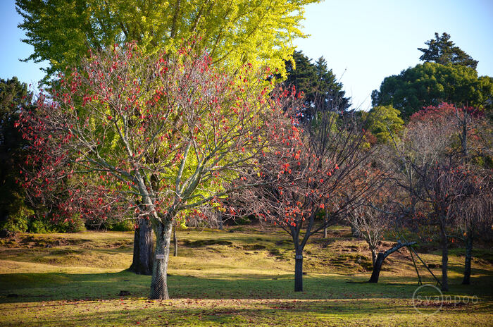 SDIM7640,50 mm,F2.8,iso100(JPEG).jpg