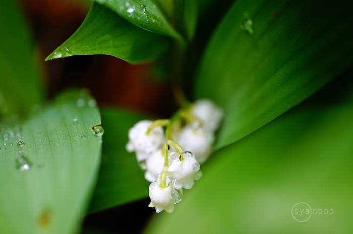 SDIM1264,105 mm,F3.2,iso200(JPEG).jpg