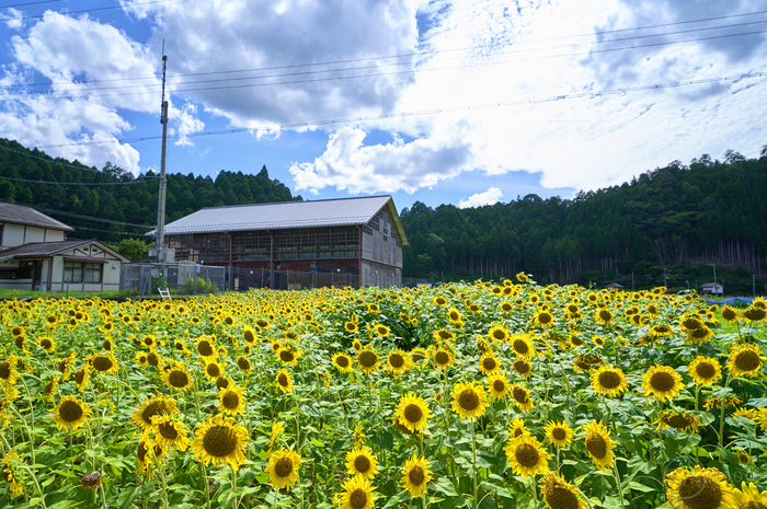 SDIM0165,20 mm,F8,iso100(DNG).jpg