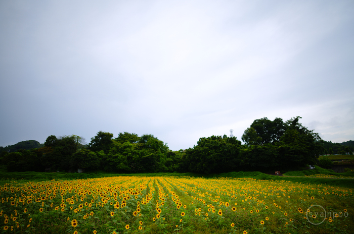 SDIM0737,24 mm,F1.4,iso100(JPEG).jpg