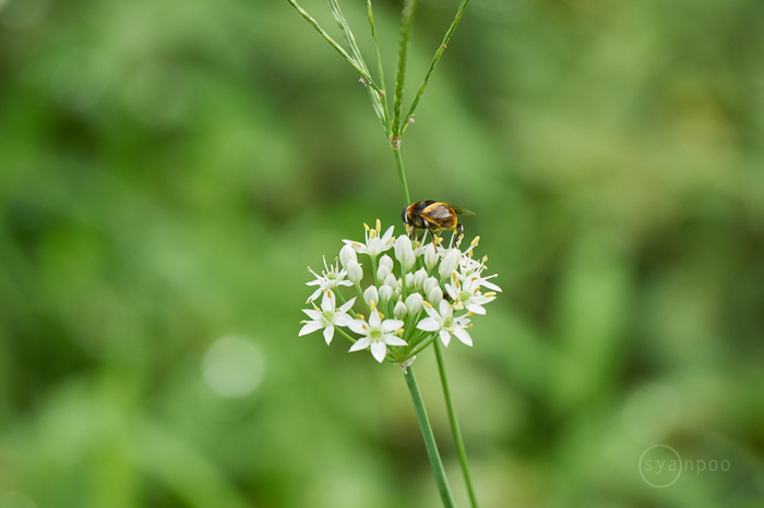 7II08743,400 mm,F8,iso640(cRAW).jpg