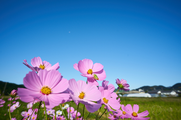 7II00712,20 mm,F7.1,iso100(cRAW).jpg