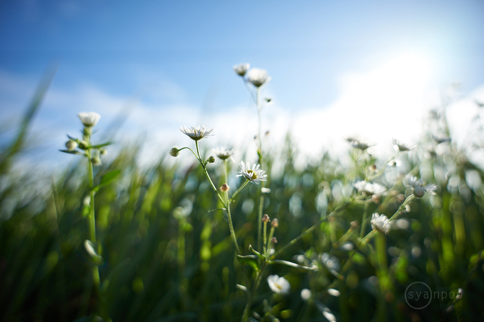 7II00787,20 mm,F2.8,iso100(cRAW).jpg