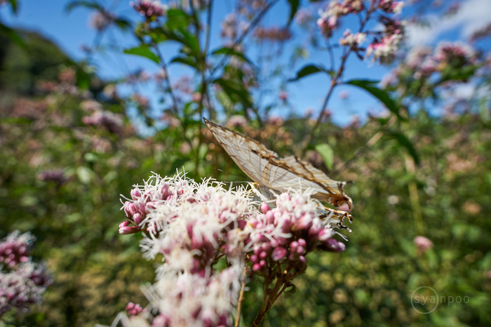 7II01467,20 mm,F7.1,iso800(cRAW).jpg