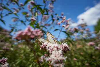 7II01527,20 mm,F3.5,iso800(cRAW).jpg