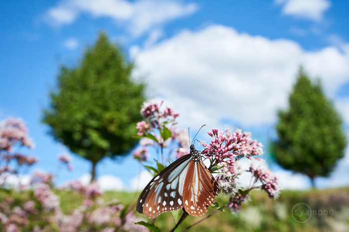 7II01664,40 mm,F7.1,iso800(cRAW).jpg