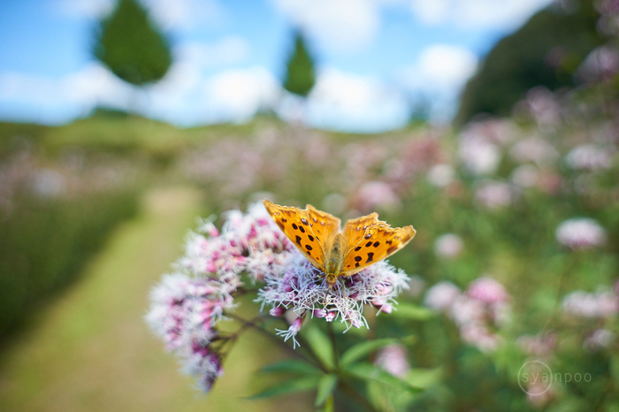 7II01836,20 mm,F2.8,iso400(cRAW).jpg