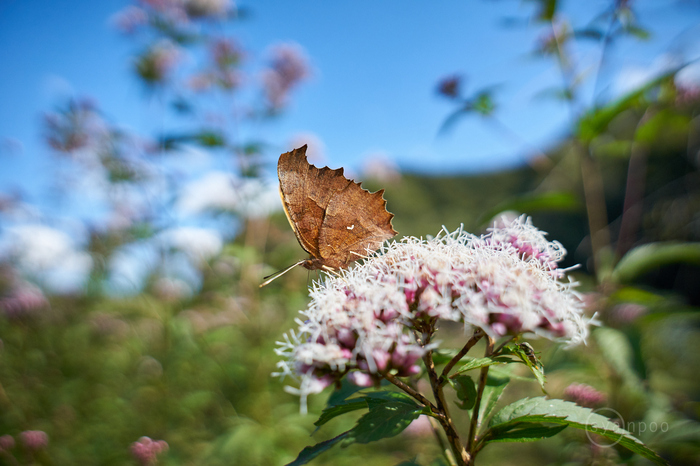 7II01888,20 mm,F2.8,iso400(cRAW).jpg