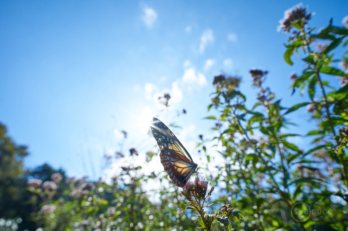 7II02003,20 mm,F8,iso400(cRAW).jpg