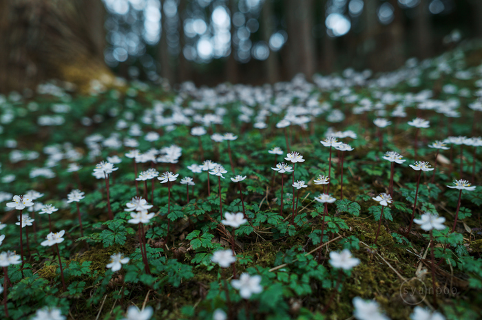 SDIM1101,24 mm,F2,iso100(JPEG).jpg