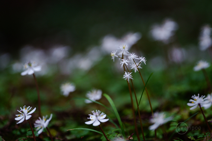 SDIM1195,105 mm,F2.8,iso800(JPEG).jpg