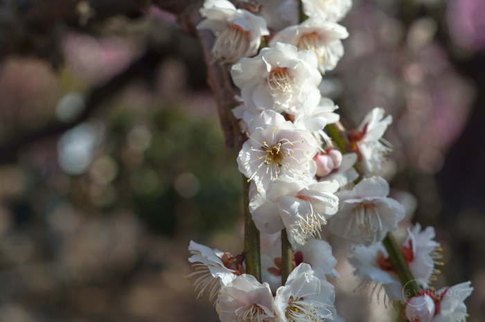 SDIM2523,60 mm,F7.1,iso800(JPEG).jpg