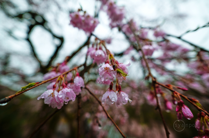 SDIM6369,17 mm,F4,iso100(JPEG).jpg