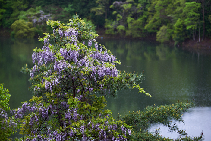 7II02425,85 mm,F1.8,iso100(cRAW) 1.jpg