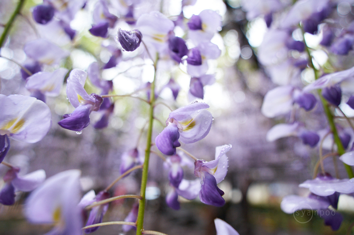 7II02686,11 mm,F2.8,iso400(cRAW).jpg