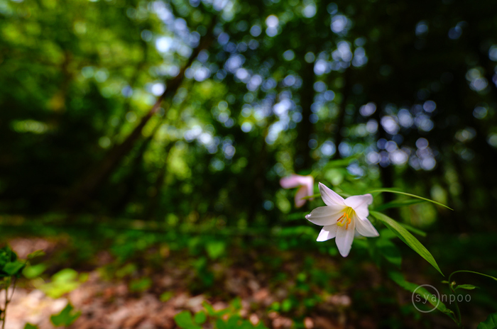 SDIM2783,14 mm,F1.4,iso100(JPEG).jpg