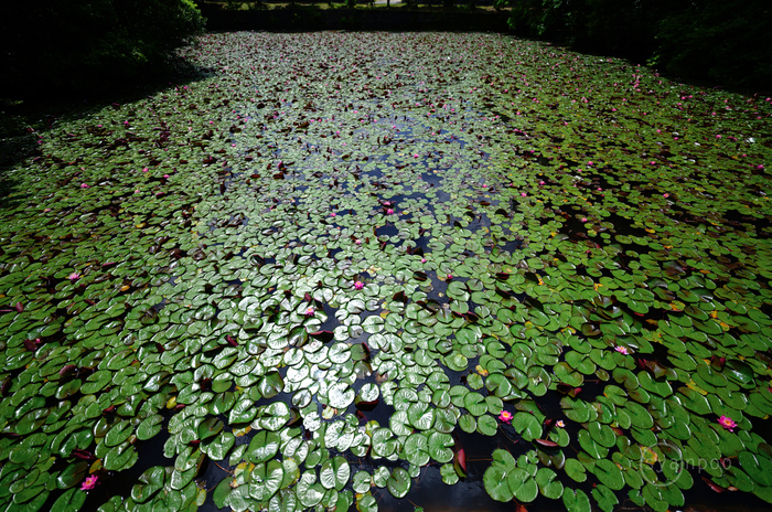 SDIM3474,14 mm,F1.4,iso100(JPEG).jpg