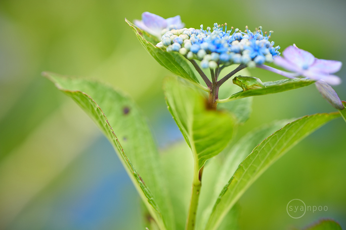 7II04914,135 mm,F2.2,iso100(cRAW).jpg