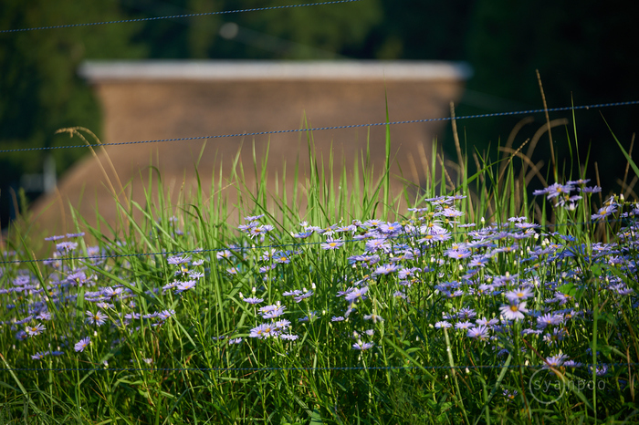 7II06483,150 mm,F2.8,iso100(cRAW).jpg