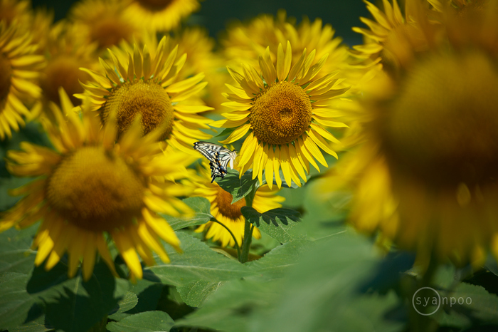 7II06798,150 mm,F2.8,iso100(cRAW).jpg