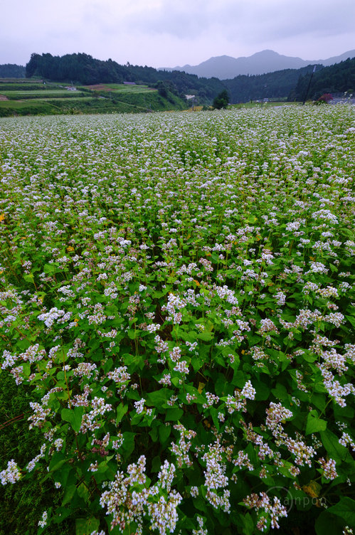 SDIM8365,14 mm,F18,iso500(JPEG).jpg