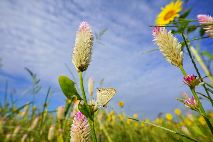 7II08010,17 mm,F8,iso100(JPEG).jpg