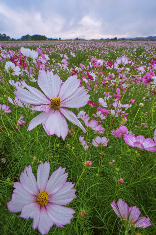 7II08472,17 mm,F20,iso1250(JPEG).jpg