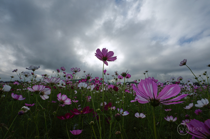 7II08717,17 mm,F22,iso100(JPEG).jpg