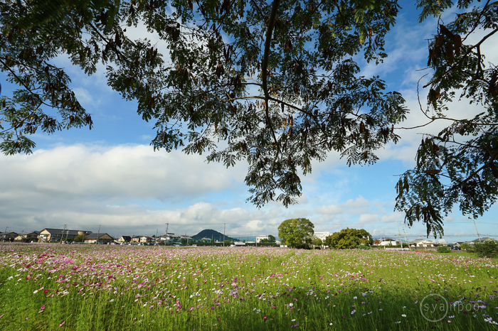 7II08793,17 mm,F9,iso100(JPEG).jpg