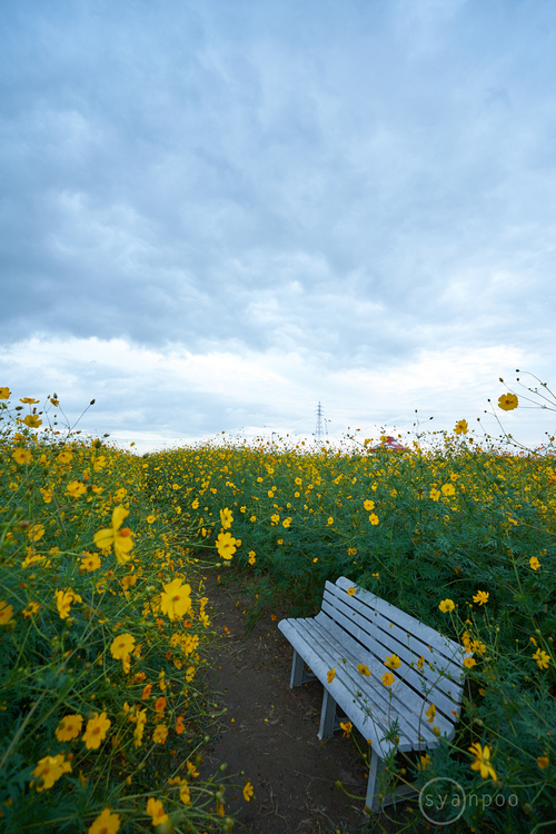 7II08812,17 mm,F4.5,iso320(cRAW).jpg