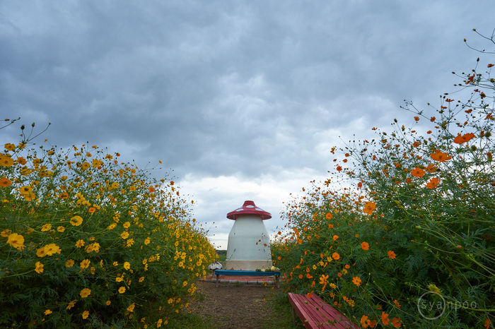 7II08815,17 mm,F11,iso1000(cRAW).jpg