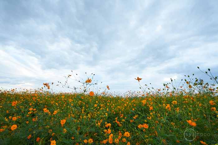 7II08819,17 mm,F11,iso1000(cRAW).jpg