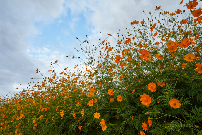 7II08844,17 mm,F20,iso1250(cRAW).jpg