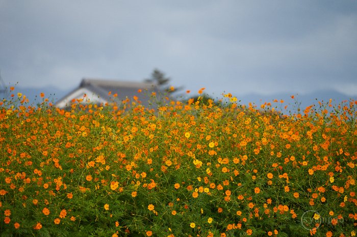 7II08852,180 mm,F2.8,iso500(cRAW).jpg